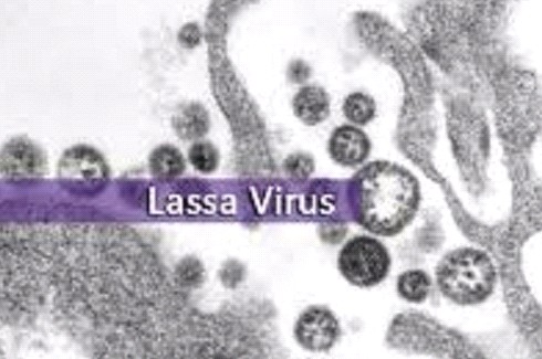 Dengue - Hình ảnh minh họa